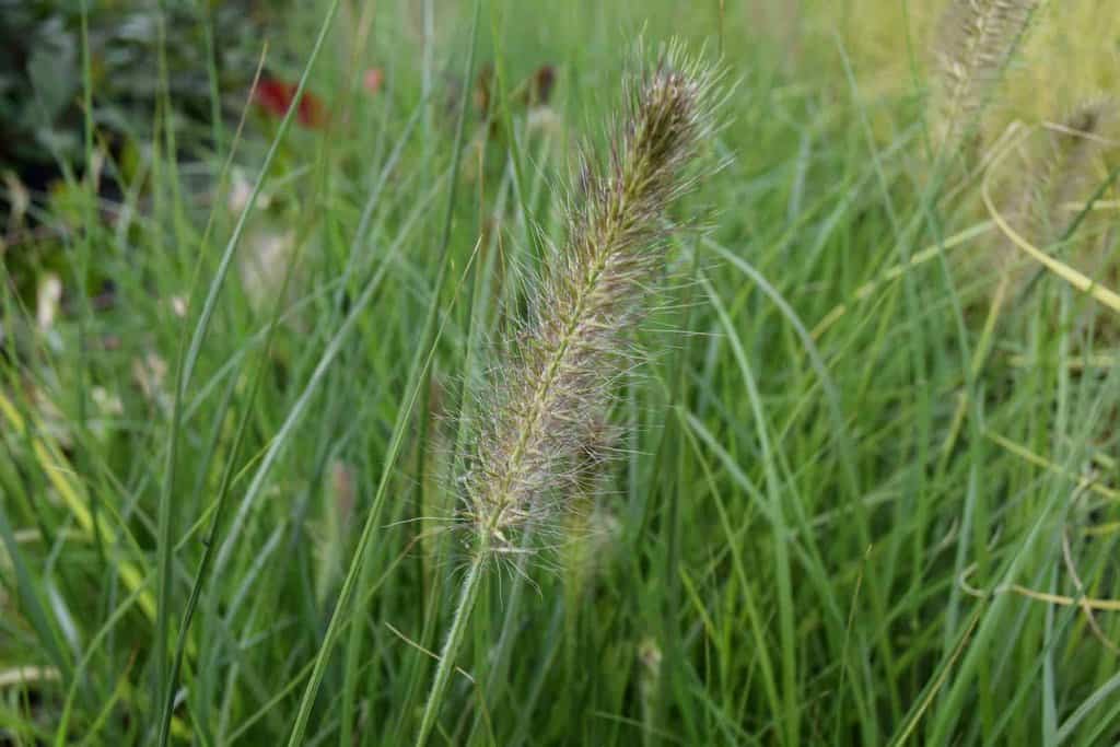 Pennisetum alopecuroides 'Hameln' ---